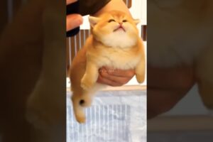 Cute Little Cats Want To Play #shorts #cuteanimls  #animalshorts #cutecat