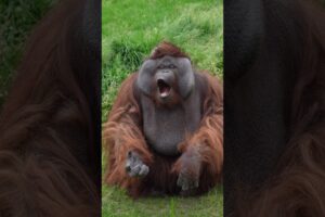 Cute Orangutan Blows Kisses!