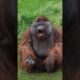 Cute Orangutan Blows Kisses!