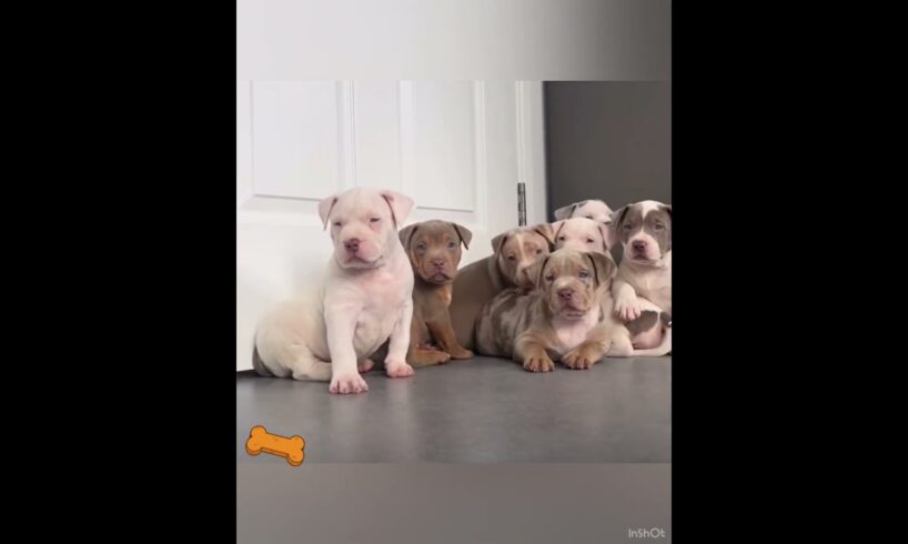 Cute Pitbull Puppies || So Adorable @divineriver