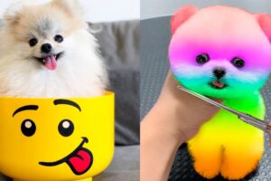 Cute Pomeranian Puppies Doing Funny Things #5 | Cute and Funny Dogs - Mini Pom