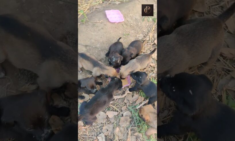 Cute Puppies Eating Food #viralvideo #yoitubeshorts #ytshorts #cute #dogfood #potachokidarda