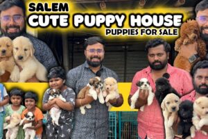 Cute Puppy House Salem | Puppies Price List | Lowest Price | All India Delivery