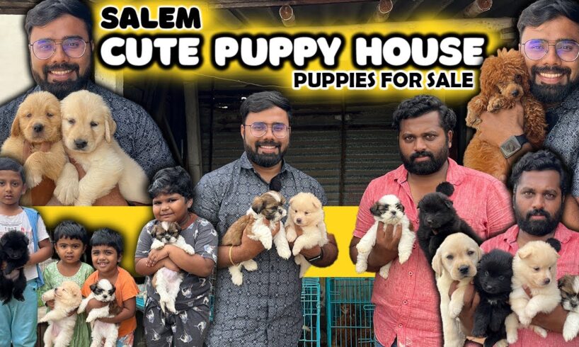 Cute Puppy House Salem | Puppies Price List | Lowest Price | All India Delivery