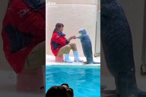 Cute Sea otter playing with a Girl #shorts #seaotter #viralvideo