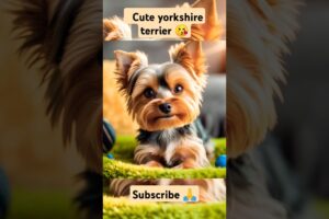 Cute Yorkshire Terrier 🐶😘|| cute puppies collections😘 #dog #doglover  #puppy #cute #petlover #puppie