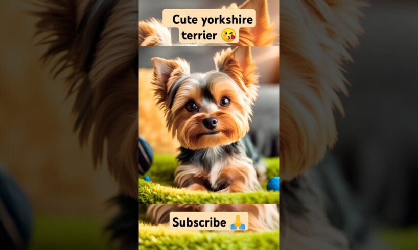 Cute Yorkshire Terrier 🐶😘|| cute puppies collections😘 #dog #doglover  #puppy #cute #petlover #puppie