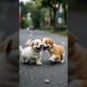 Cute puppies are playing together 😍