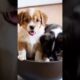 Cute puppies barking a huge bowl#dog#puppy#barking#doglover#dogs#puppies#dogvideo#youtabeshort