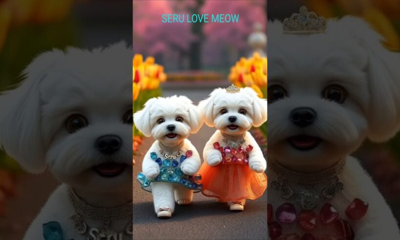 Cute puppies fashion show ❤️❤️#dogdance #puppies #puppy #dog#fyp #meme #0154