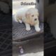 Cute puppies 😍//happy to see// subscribe// NCN Moona channel