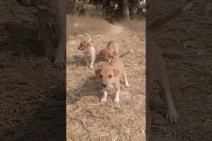 Cute puppies in the village #shorts #viral #video #trending  🐕❤️