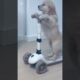 Cute puppies living their best lives 💖#cuteanimals #puppy #viralvideo #viralshorts