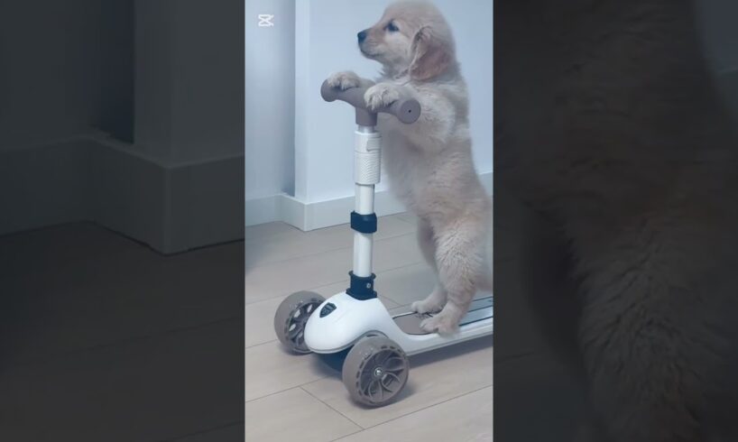 Cute puppies living their best lives 💖#cuteanimals #puppy #viralvideo #viralshorts