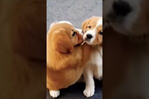 Cute puppies playing cute video #dog#puppy #puppies #dog#doglover#dogvideoscutedog#cutepuppy #shorts