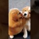 Cute puppies playing cute video #dog#puppy #puppies #dog#doglover#dogvideoscutedog#cutepuppy #shorts