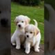 Cute puppies playing #puppy #dog #dogs #cuteanimals #youtubeshorts