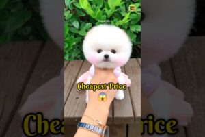 Cute puppies price in India | Pomeranian dog | teacup dog #shorts #cutedog  #viral #trending  #puppy