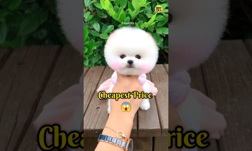 Cute puppies price in India | Pomeranian dog | teacup dog #shorts #cutedog  #viral #trending  #puppy