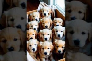 Cute puppies #puppy #puppies #cuteanimals #youtubeshorts #cutedog