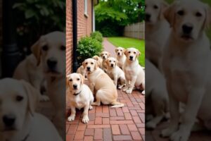 Cute puppies #puppy #puppies #puppydog #cuteanimals #yoytubeshorts #shorts