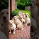 Cute puppies #puppy #puppies #puppydog #cuteanimals #yoytubeshorts #shorts