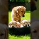 Cute puppies #puppy #puppies #puppyvideos #puppydog #dog #cuteanimals #youtubeshorts #cutedog