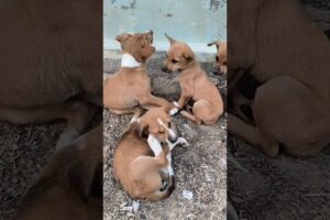 Cute puppies #shorts #video #doglover