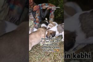 Cute puppies ❤️🙏🐕#shots #doglover #shortvideo #streetdogshelp #animals #cute #creative #ytshort #trn