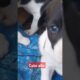 Cute puppies #trending #comedy #ytshorts #divyateacher #viralvideo