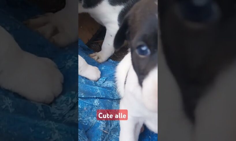 Cute puppies #trending #comedy #ytshorts #divyateacher #viralvideo