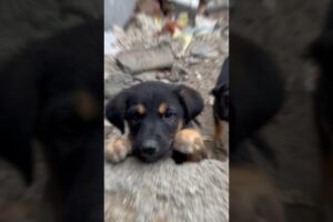 Cute puppies video