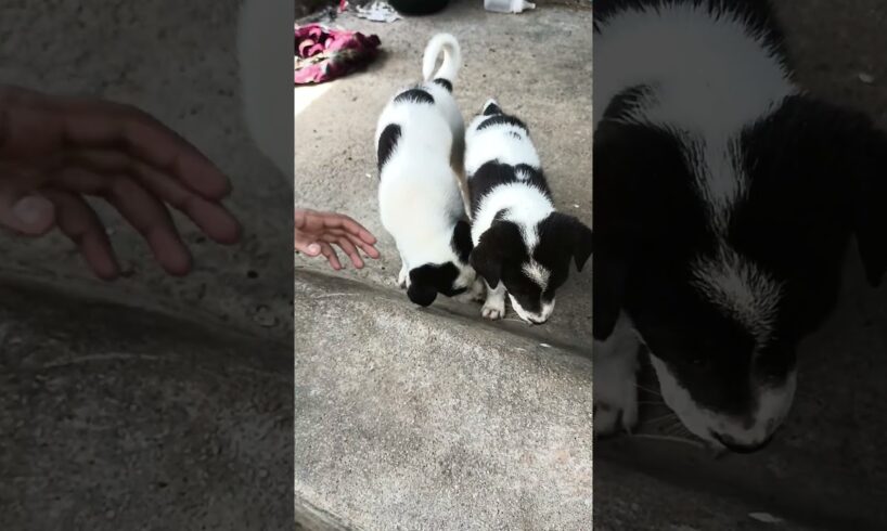 Cute puppies video watch till the last #muruganentertainment #puppies #shorts #doglover