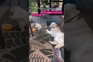 Cute puppies with mom #shorts #viral #trending #short #doglover #dog #cute #puppy #pets #cat #funny