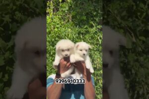 Cute white pomeranian puppies in hyderbad # pomeranian # cute puppies # trending ytshorts 9396910333