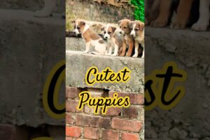 Cutest Puppies 🐕 | Funny Dog 🐕 puppy | #puppy #dog #cute #youtubeshorts #puppie #pilla