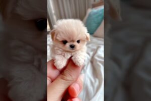 Cutest Puppies In The World 11 #puppies #cute #cutestpuppies #cutedogs #dog #dogs #cutestpuppy