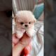 Cutest Puppies In The World 11 #puppies #cute #cutestpuppies #cutedogs #dog #dogs #cutestpuppy