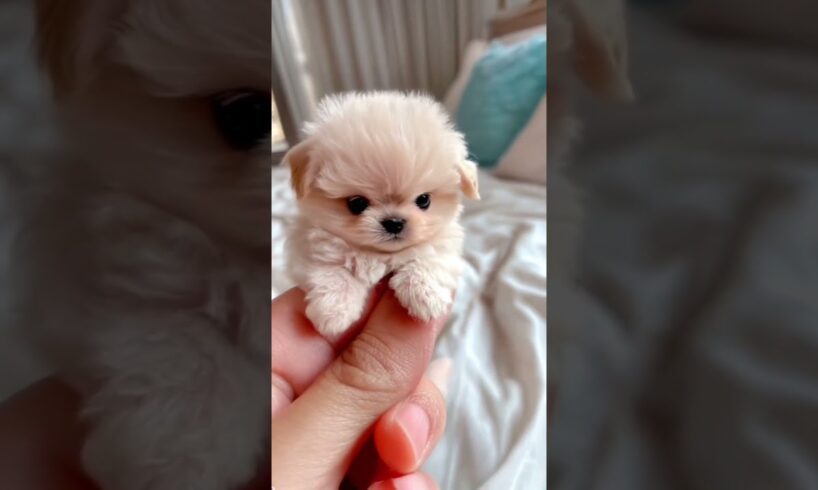 Cutest Puppies In The World 11 #puppies #cute #cutestpuppies #cutedogs #dog #dogs #cutestpuppy