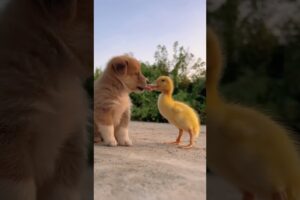 Cutest Puppy Duck Friendship You'll Ever see