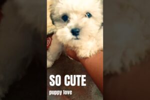 Cutest Puppy Ever #dogs  #puppy #pets #animals #cute#trending #trendingshorts #trendingvideo