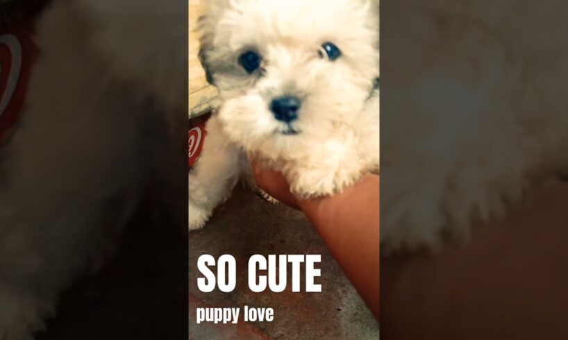 Cutest Puppy Ever #dogs  #puppy #pets #animals #cute#trending #trendingshorts #trendingvideo