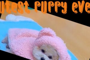 Cutest Puppy Moments You Wish Never Ended#cute #kitten #cat #fireworks #