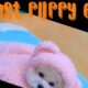 Cutest Puppy Moments You Wish Never Ended#cute #kitten #cat #fireworks #