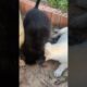 Cutest puppy dog's #cute puppy barking#4kviral#shorts #dog #videos #cutest #puppy