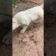 Cutest puppy dog's #shorts #dog #videos #puppy #videos #cute #animals