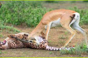 DEADLIEST Animal Fights Caught On Camera | Animal Fighting