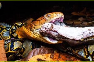 DEADLIEST Snake Attacks On Earth Caught On Camera | Animal Fighting