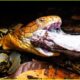 DEADLIEST Snake Attacks On Earth Caught On Camera | Animal Fighting