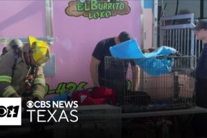 Dallas firefighter details animal rescues during tragic Plaza Latina shopping mall fire